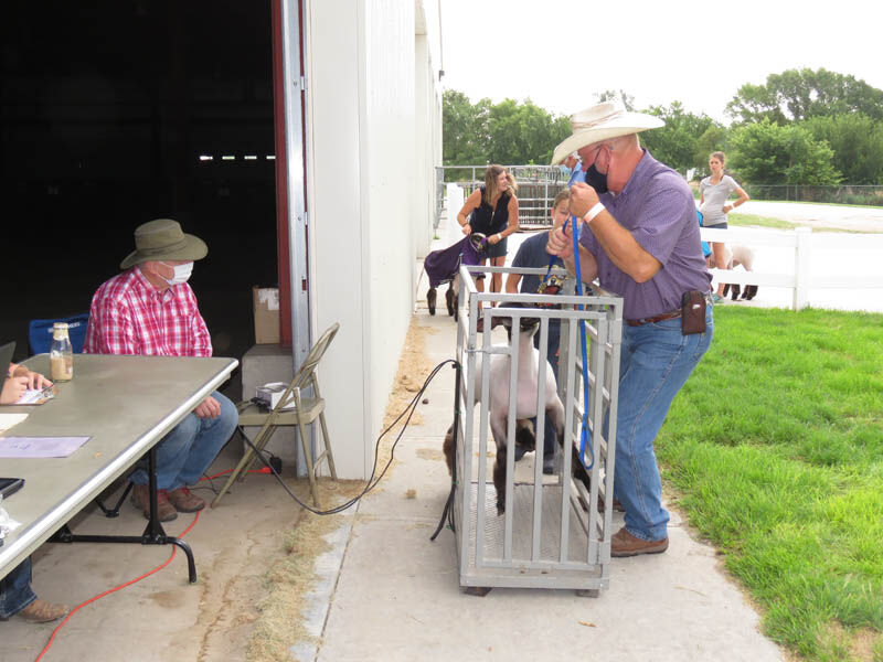 Sheep, weigh in, Dan Dethlefs, Ravenna